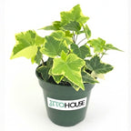 Live Air Purifying English Ivy Variegated Plant (Hedera Helix) – 4” Pot | Easy-Care Indoor Trailing Vine for Home, Office & Apartment Décor | Fast-Growing Houseplant by JitoHouse