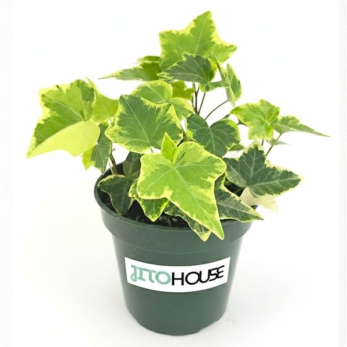 Live Air Purifying English Ivy Variegated Plant (Hedera Helix) – 4” Pot | Easy-Care Indoor Trailing Vine for Home, Office & Apartment Décor | Fast-Growing Houseplant by JitoHouse