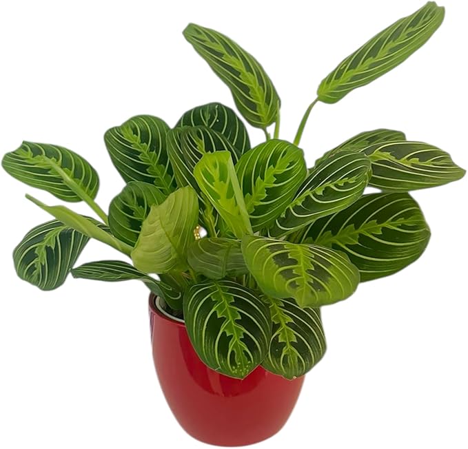 Live Plant, Lemon Lime Maranta Prayer Plant, Pet Friendly, Air Purifying Plant, Easy Care, Easy to Grow Live Indoor Plant, Houseplant, Rare Indoor Plant, Home Décor Pot (Red)