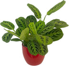 Live Plant, Lemon Lime Maranta Prayer Plant, Pet Friendly, Air Purifying Plant, Easy Care, Easy to Grow Live Indoor Plant, Houseplant, Rare Indoor Plant, Home Décor Pot (Red)
