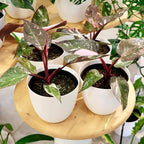 Philodendron Plant, Rare Tropical Variegated Live Indoor Houseplant, 5-8" Tall, No Pot (Pink Philodendron Plant)