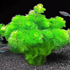 14 Green Cabomba Plants Live, Aquarium Plants Live, 4 to 6 Inc Tall Aquarium Pond Plant, Live Cambomba Plant Growing