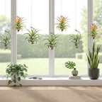 12 Pcs Air Plants Live Holders with Jute Ropes, Soilless Air Plant Hanger Hanging Plant Holder Succulent Hanging Display