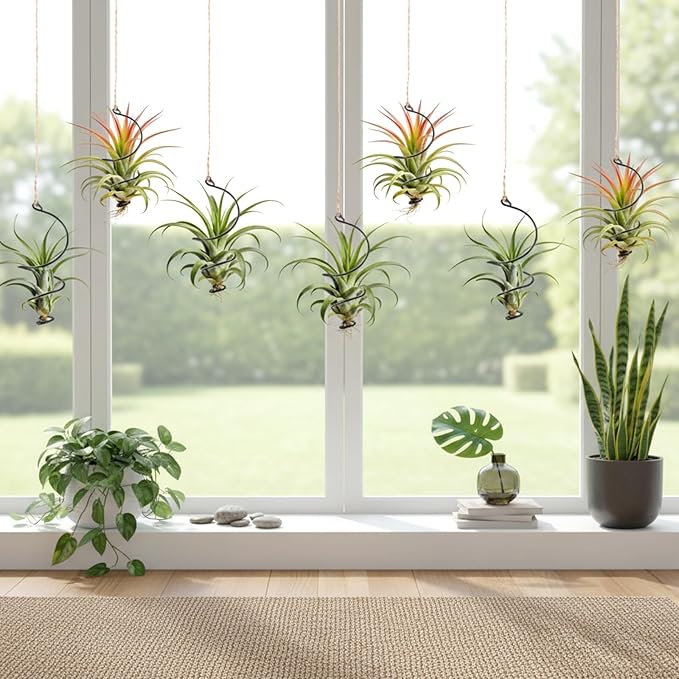 12 Pcs Air Plants Live Holders with Jute Ropes, Soilless Air Plant Hanger Hanging Plant Holder Succulent Hanging Display