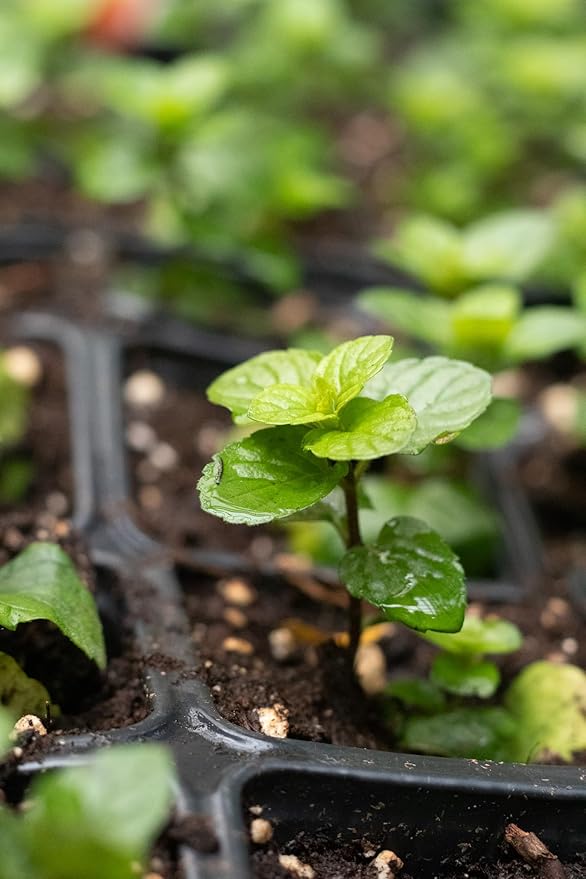Organic Mint Plant, Spearmint Plant, (Mentha spicata) in 2.5-inch Pot - Excellent for Tea, Perennial Herb, Companion Plant