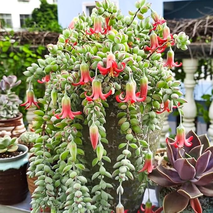 Cotyledon Pendens Live Plant, Rare Trailing Succulent in 2" Pot, Hanging Succulent for Indoor Outdoor Planters
