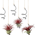 Hicarer 6 Pack Hanging Air Plant Holders with Jute Rope, Black Spiral Soilless Air Plant Hanger Set with Adjustable Rust-Resistant Iron Rings for Tillandsia, Succulent Home Office Decor