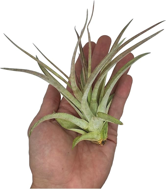 ragnaroc Air Plants - Tillandsia Brachycaulos Multiflora, Jumbo 5-7" - 5 ct - Live Arrival Guaranteed - House Plants for Home Decor & Gift