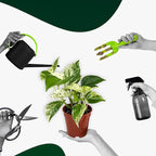 Marble Queen Pothos – Live 4” Epipremnum with Creamy Variegated Foliage | Easy-Care Trailing Vine | Air-Purifying Indoor Houseplant for Low Light Rooms, Office Desks or Home Decor (Heat Pack Included)