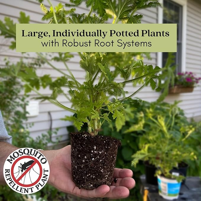 Clovers Garden Citronella Plants – Two (2) Live Plants – Non-GMO - Not Seeds - Each 4" to 8" Tall – in 4" Inch Pots - Citrosa Geranium Plant, Mosquito Repellent, Blooming, Edible
