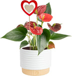 Costa Farms Anthurium, Flamingo Flower Live Plant in Decorative Pot, Air Purifying Flowering Indoor Houseplant, Home, Room, or Office Decor, House Warming or Birthday Gift, 10-14 Inches Tall