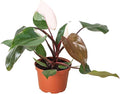 Philodendron Pink Princess Live Plant for Indoor | Different Houseplants in 4'' & 6'' Pot | Real House Plant for Living Room, Office, Desk & Bathroom | Pink Princess | erubescens