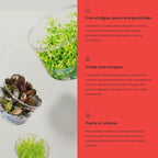 Ultum Nature Systems Dwarf Baby Tears Hemianthus Callitrichoides Cuba Tissue Culture Live Plant for Aquarium, Aquascape, Planted Freshwater Fish Tanks - 100% Snail Free in Vitro
