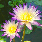 Mainam Purple Nymphaea Purple Joy Live Aquarium Plant Tropical Water Lilies Tuber for Freshwater Fish Pond Balcony