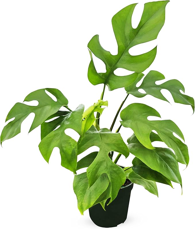 Bumble Plants Rhaphidophora Tetrasperma Mini Monstera 'Ginny' Full Size Live Houseplant | Easy Care, Live Indoor House Plants Fast-Growing Tropical Vine Air-Purifying Houseplant