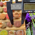 Lithops Succulent Plants Live – 0.6-0.8" 100 Pcs Rare Living Stones Mix, Succulents Bare Root Without Pot & Soil, Easy-Care Indoor Office Desk Decoration, Unique Plant Gifts for Succulent Lovers