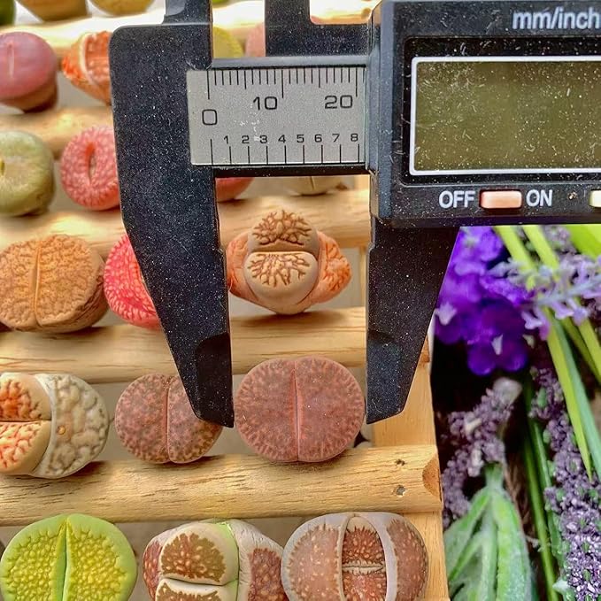 Lithops Succulent Plants Live – 0.6-0.8" 100 Pcs Rare Living Stones Mix, Succulents Bare Root Without Pot & Soil, Easy-Care Indoor Office Desk Decoration, Unique Plant Gifts for Succulent Lovers