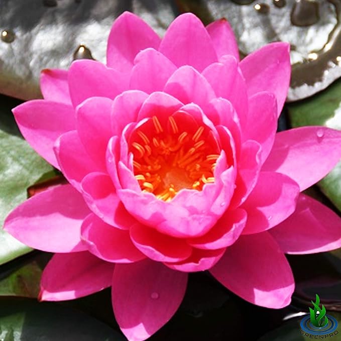 Live Water Lily Tuber Nymphaea Perry's Fire Opal Pink Red Hardy Aquatic Plants for Aquarium Freshwater Fish Pond Flower Garden