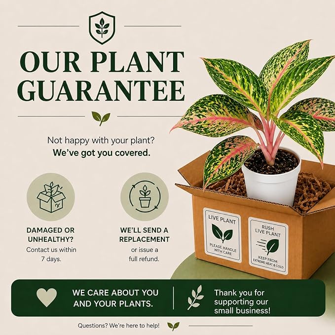 Aglaonema Sparkling Sarah House Plant, Chinese Evergreen Live Plant for Indoor Spaces, Colorful Aglaonema Live Plant, Feng Shui Plants Live Houseplants for Good Luck