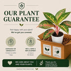 Aglaonema Sparkling Sarah House Plant, Chinese Evergreen Live Plant for Indoor Spaces, Colorful Aglaonema Live Plant, Feng Shui Plants Live Houseplants for Good Luck