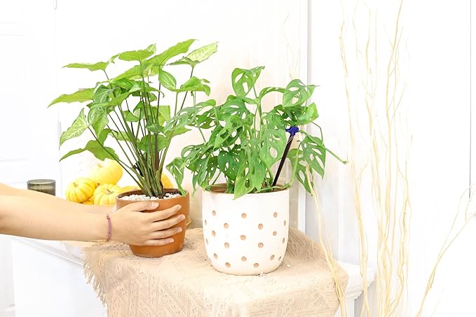 Monstera Adansonii 'Swiss Cheese' (4" Grower Pot) - Air-Purifying Houseplant with White Flowers | Live Healthy Houseplant for Gift or Home Decoration