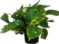 Golden Pothos Live Plant, Easy Care Indoor House Plant in Grower's Pot, Potting Soil, Great for Outdoor Hanging Planter or Basket, Housewarming Gift, Desk Decor, Room Decor, BSBD