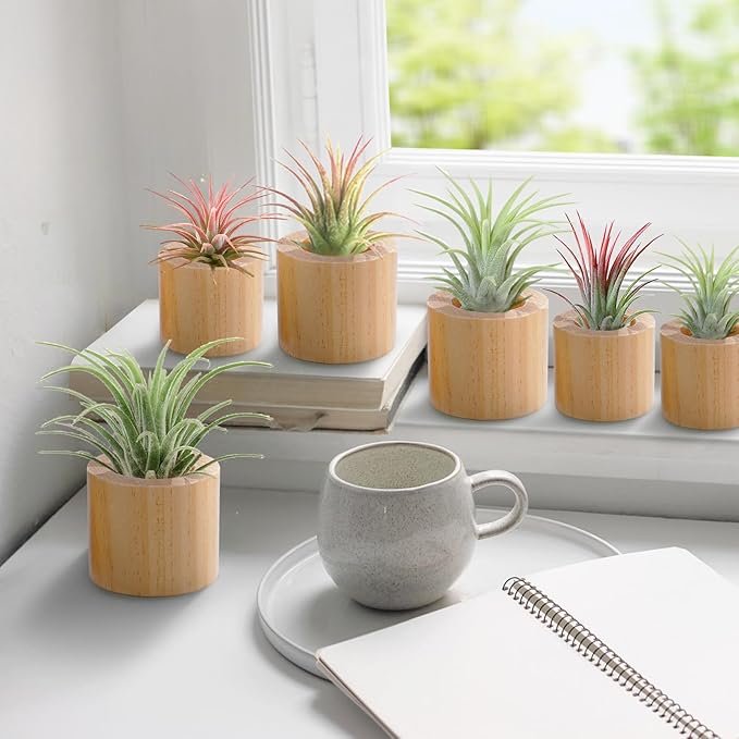 Bigmeta 6 Pcs Wood Air Plant Holder - 1.2" & 1.4" Rustic Style Airplant Display Stands for Women Gifts