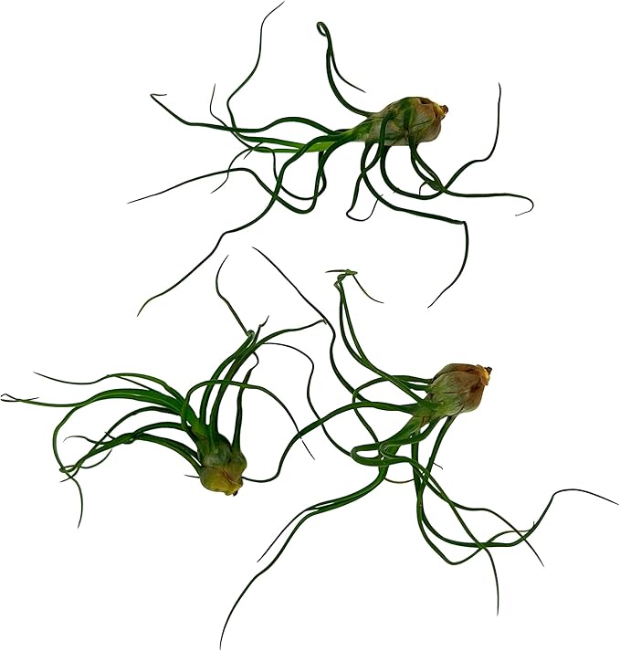 ragnaroc Air Plants - Flowering Tillandsia Bulbosa Guatemala, Large 3-5" - 3ct - Live Arrival Guaranteed - House Plants for Home Decor & Gift