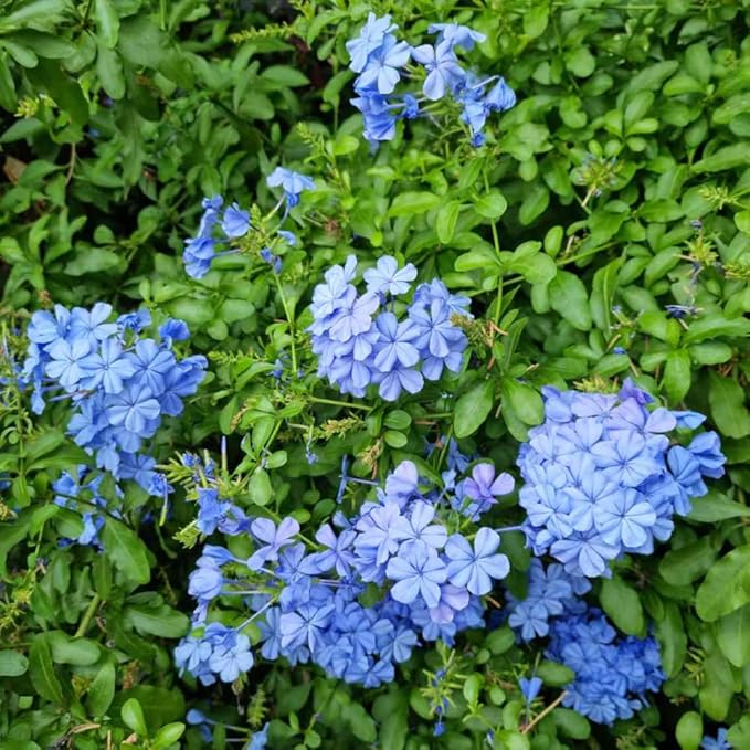 3 Blue Plumbago Plants Live, 4-7 Inches Tall, Tropical Flowering Shrub for Garden or Containers