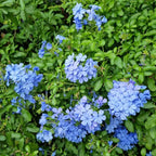 3 Blue Plumbago Plants Live, 4-7 Inches Tall, Tropical Flowering Shrub for Garden or Containers