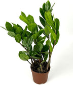 ZZ Plant Low Maintenance Houseplant Large 8"-12" Tall, 4" Pot