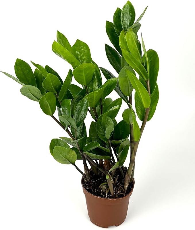 ZZ Plant Low Maintenance Houseplant Large 8"-12" Tall, 4" Pot