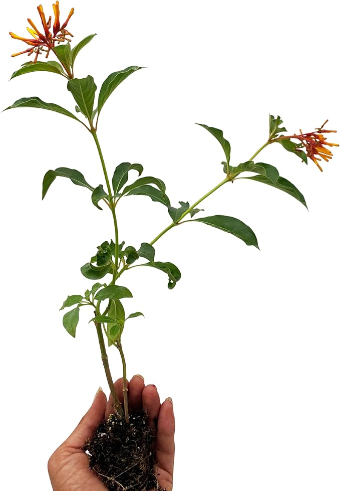 ragnaroc Dwarf Firebush 10-12" (Hamelia Patens VAR. compacta) 1ct - Live Plant for Indoor Outdoor Use, Garden & Landscaping - Live Arrival Guaranteed