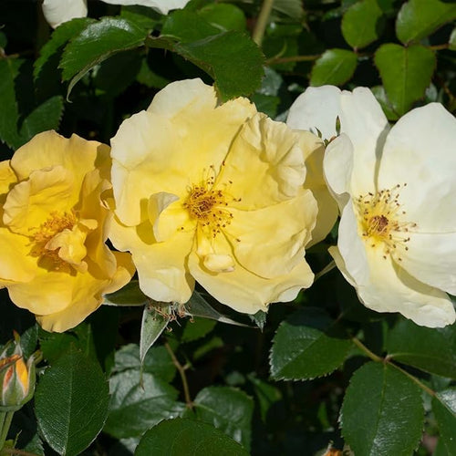 1 Gallon Easy Bee-zy Knock Out Rose