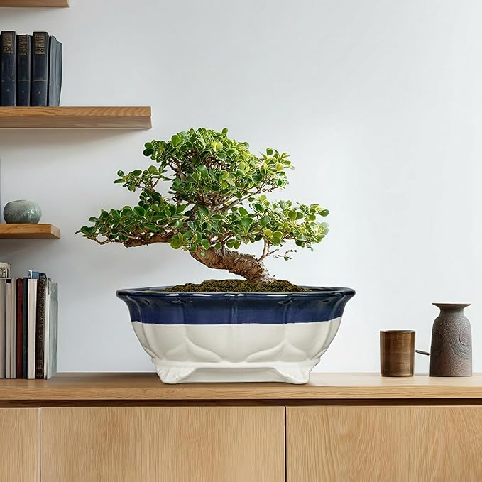 Ceramic Bonsai Tree Pots - 13.2 Inch Succulent Pots with Drainage Hole, Large Succulent Planters for Indoor Outdoor Plants, Shallow Bonsai Planter, House Decor, Gardening Gift, Oval Beige-Blue