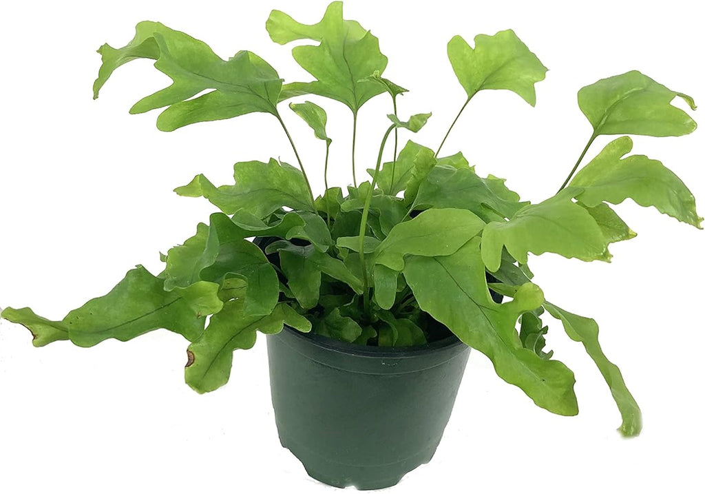 Exotic Fern Assortment - 5 Live Plants in 4 Inch Pots - Rare and Exotic Ferns from Florida - Growers Choice Based On Health, Beauty and Availability - Beautiful Clean Air Indoor Outdoor Ferns