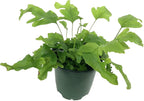 Exotic Fern Assortment - 5 Live Plants in 4 Inch Pots - Rare and Exotic Ferns from Florida - Growers Choice Based On Health, Beauty and Availability - Beautiful Clean Air Indoor Outdoor Ferns