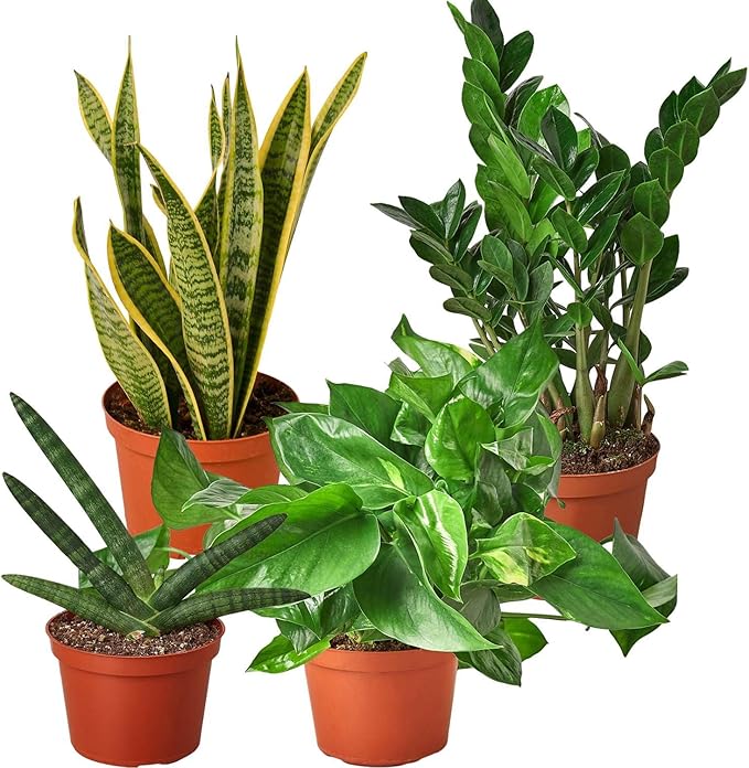 Easy Care Live Plants for Indoor | Different Houseplants in Multiple Sizes | Real House Plant for Living Room, Office, Desk & Bathroom