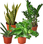 Easy Care Live Plants for Indoor | Different Houseplants in Multiple Sizes | Real House Plant for Living Room, Office, Desk & Bathroom