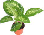 Dieffenbachia Compacta (Tropical Snow or Alfredo) - 8'' from California Tropicals