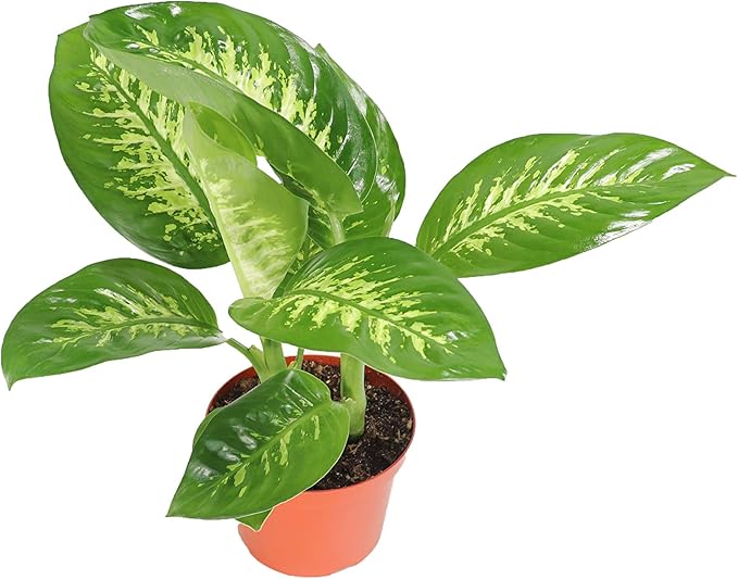 Dieffenbachia Compacta (Tropical Snow or Alfredo) - 8'' from California Tropicals