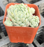 Sprout N Green Echeveria 'Ball of Fat', Rare Live Succulent Plant Fully Rooted in 2" Planter with Soil, Home Office Indoor Outdoor Wedding Decoration DIY Projects Party Favor