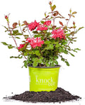 Perfect Plants Double Red Knock Out Rose 1 Gallon, Live Plant Planting Guide