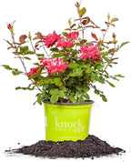 Perfect Plants Double Red Knock Out Rose 1 Gallon, Live Plant Planting Guide