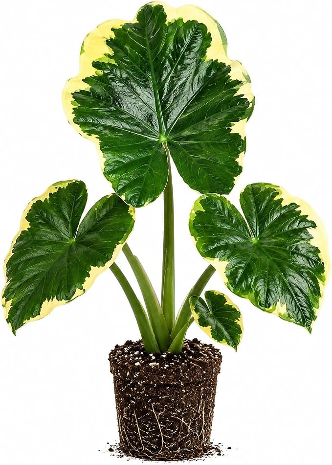 Elephant Ear Plants, Rare Colocasia Plant Live, Perennial Esculenta Taro Alocasia 4-8 Inch Tall, Indoor Outdoor Garden (Variegated White)