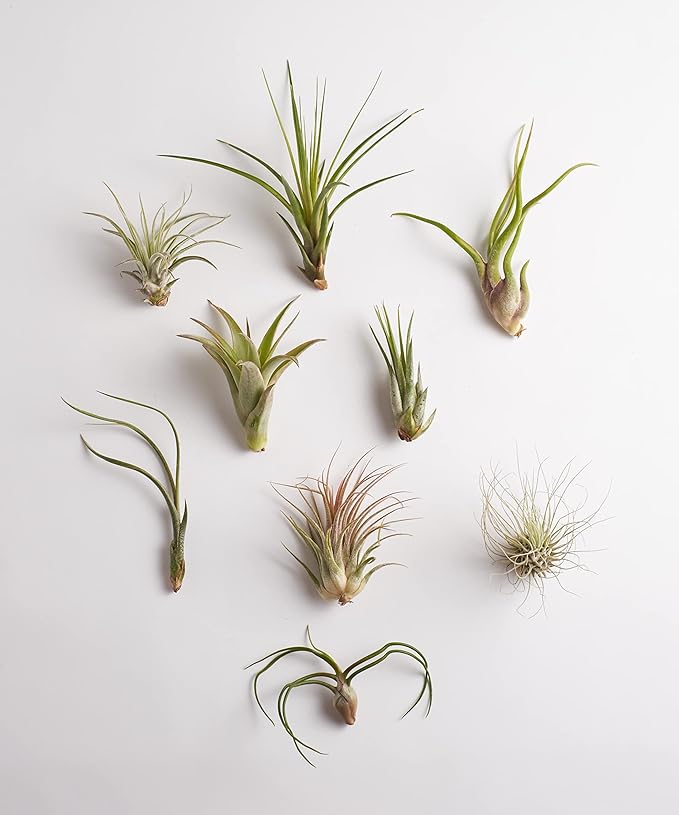 Shop Succulents | Assorted Collection | Variety of Species, Tropical House Plant for Home Décor, DIY Terrariums, 10-Pack