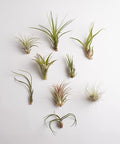 Shop Succulents | Assorted Collection | Variety of Species, Tropical House Plant for Home Décor, DIY Terrariums, 10-Pack