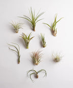 Shop Succulents | Assorted Collection | Variety of Species, Tropical House Plant for Home Décor, DIY Terrariums, 10-Pack