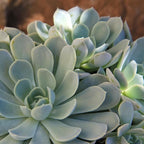 Altman Plants, Arctic Ice Echeveria Succulent Plants Live Succulents Plants Live with Pot, Live Indoor Plants Live Houseplants Live Indoor House Plants Indoors Live Plants Outdoor Plants Live Plant