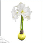 Waxed Amaryllis Bulb - Yellow Wax, White Blooms - Easy Care - No Watering Needed! Beautiful Spring Décor